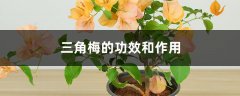 三角梅的功效和作用