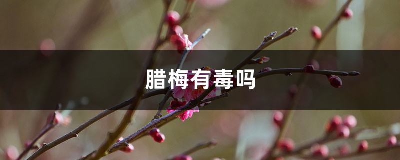 腊梅有毒吗 腊梅有毒吗