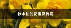 秋水仙的花语及传说