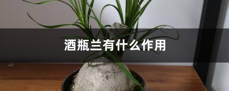 酒瓶兰有什么作用