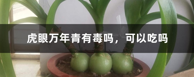 虎眼万年青有毒吗,可以吃吗 虎眼万年青有毒吗,可以吃吗