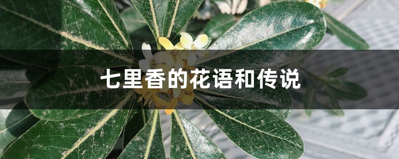 七里香的花语和传说 七里香的花语和传说