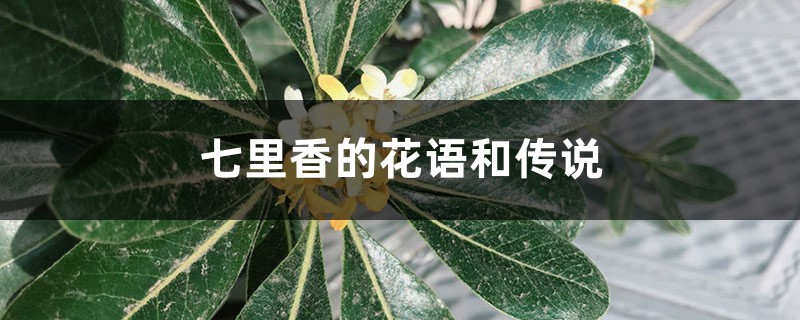 七里香的花语和传说