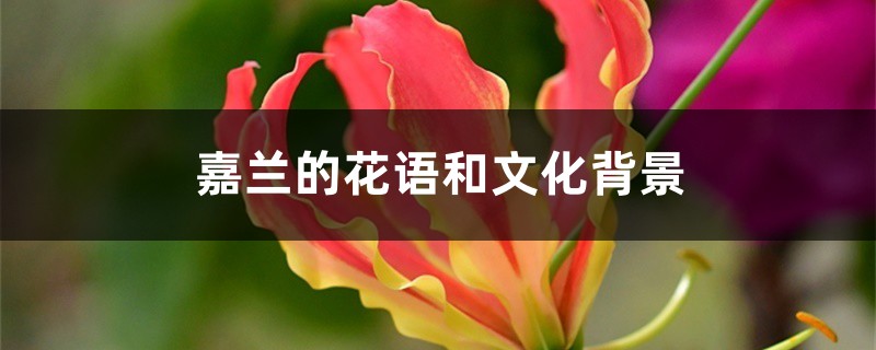 嘉兰的花语和文化背景 嘉兰的花语和文化背景