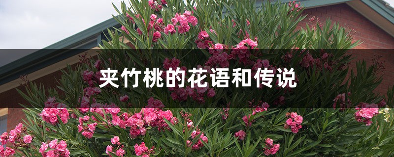 夹竹桃的花语和传说 夹竹桃的花语和传说