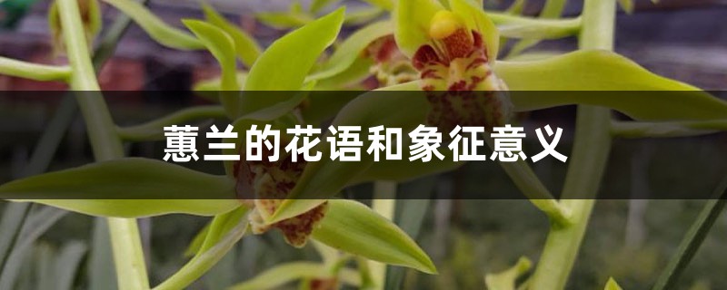蕙兰的花语和象征意义 蕙兰的花语和象征意义
