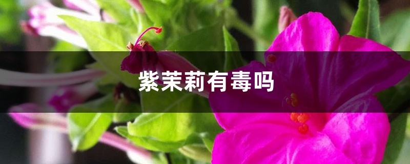 紫茉莉有毒吗 紫茉莉有毒吗