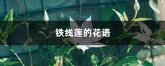 铁线莲的花语