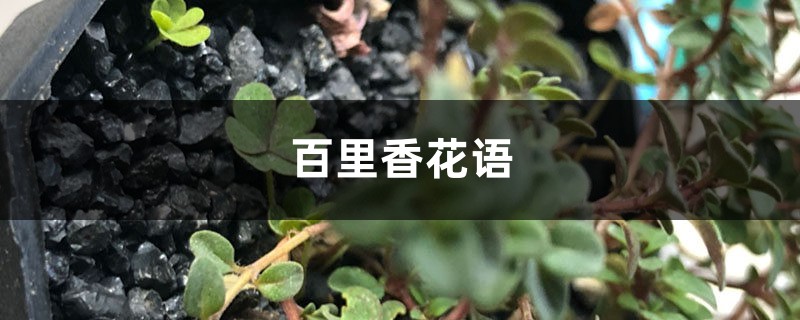 百里香花语 百里香花语