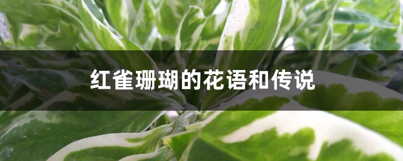 红雀珊瑚的花语和传说 红雀珊瑚的花语和传说