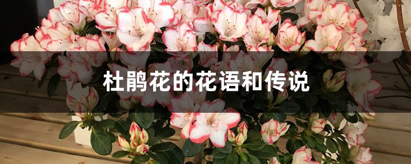 杜鹃花的花语和传说 杜鹃花的花语和传说