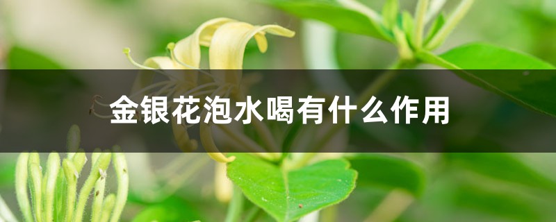 金银花泡水喝有什么作用