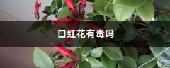 口红花有毒吗