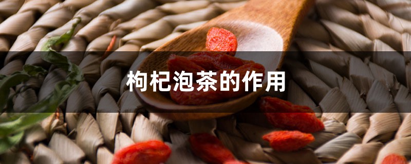 枸杞泡茶的作用 枸杞泡茶的作用