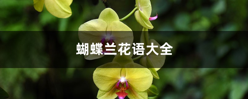 蝴蝶兰花语大全 蝴蝶兰花语大全