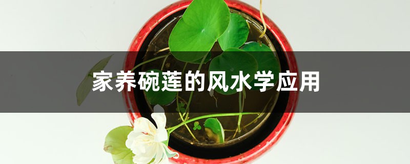 家养碗莲的风水学应用