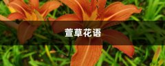 萱草花语