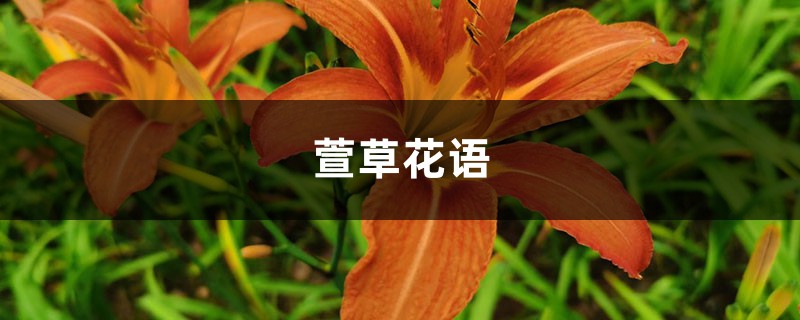 萱草花语