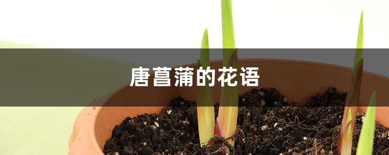 唐菖蒲的花语 唐菖蒲的花语