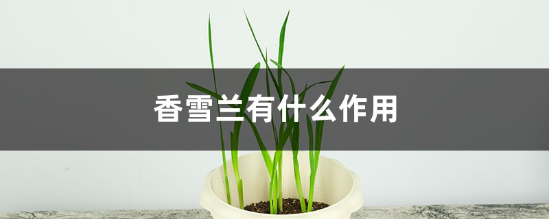 香雪兰有什么作用 香雪兰有什么作用