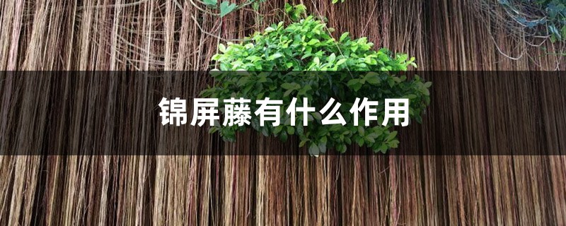 锦屏藤有什么作用 锦屏藤有什么作用