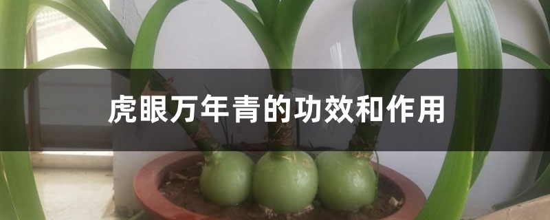 虎眼万年青的功效和作用 虎眼万年青的功效和作用