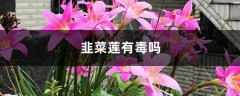 韭菜莲有毒吗