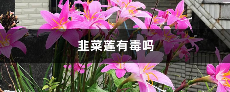 韭菜莲有毒吗 韭菜莲有毒吗