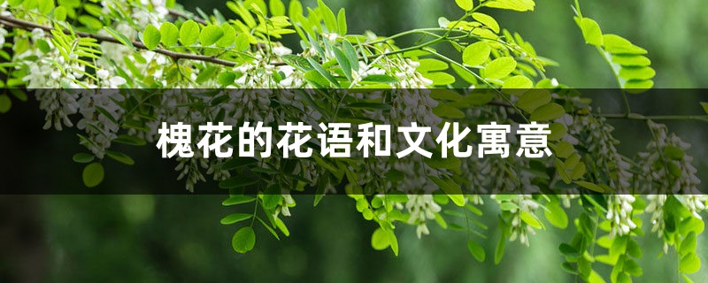 槐花的花语和文化寓意 槐花的花语和文化寓意