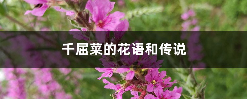 千屈菜的花语和传说 千屈菜的花语和传说