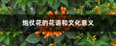 炮仗花的花语和文化意义