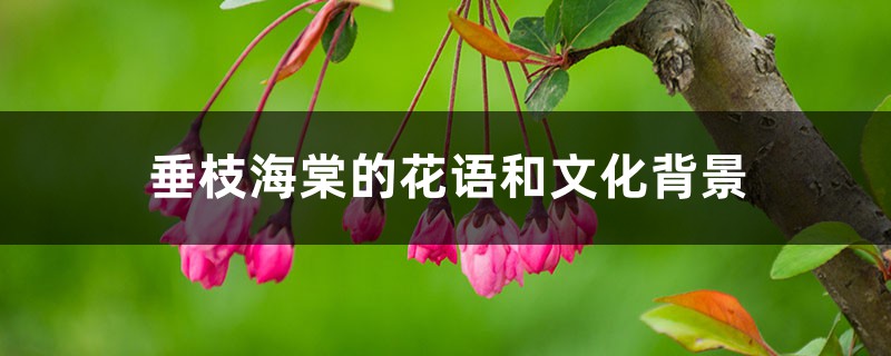 垂枝海棠的花语和文化背景 垂枝海棠的花语和文化背景