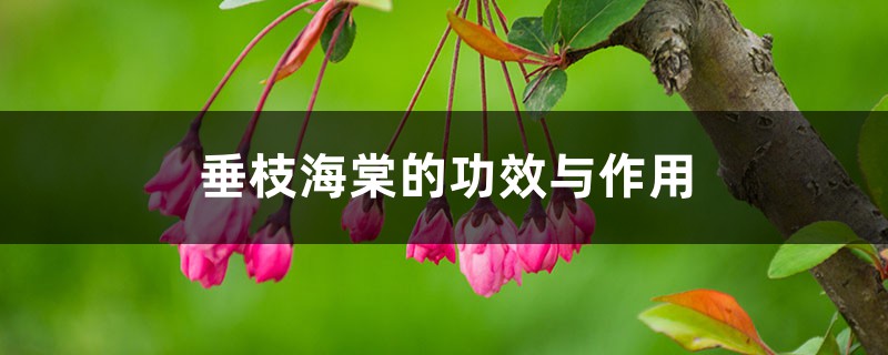 垂枝海棠的功效与作用 垂枝海棠的功效与作用