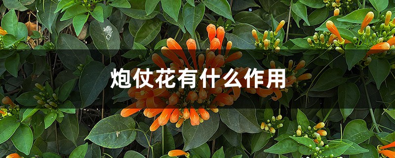 炮仗花有什么作用 炮仗花有什么作用