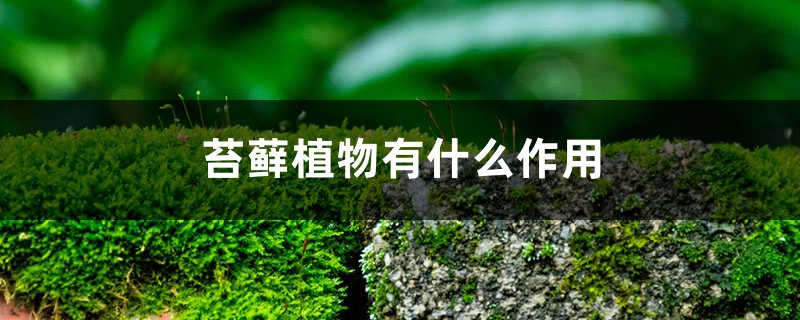 苔藓植物有什么作用