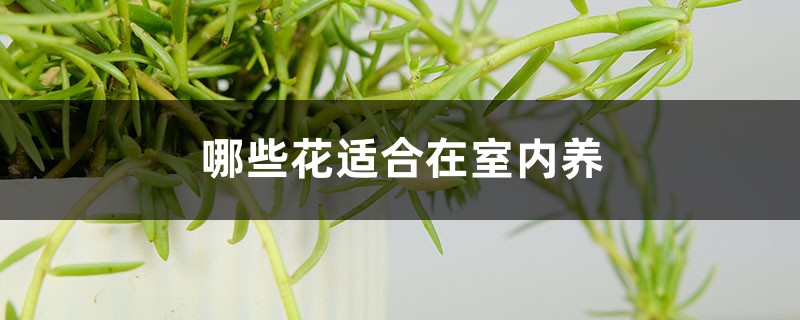 哪些花适合在室内养 哪些花适合在室内养