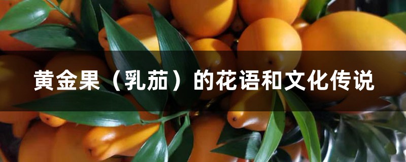 黄金果(乳茄)的花语和文化传说 黄金果(乳茄)的花语和文化传说