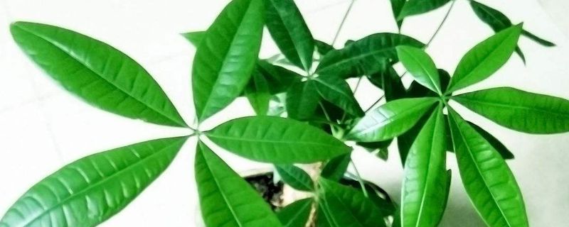 寓意好的植物 寓意好的植物