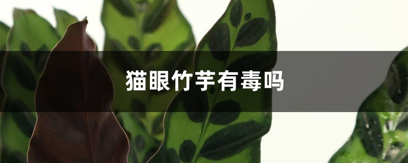 猫眼竹芋有毒吗
