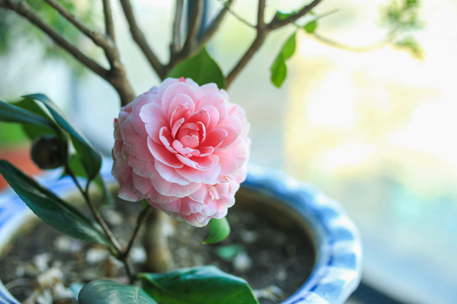 茶花 茶花