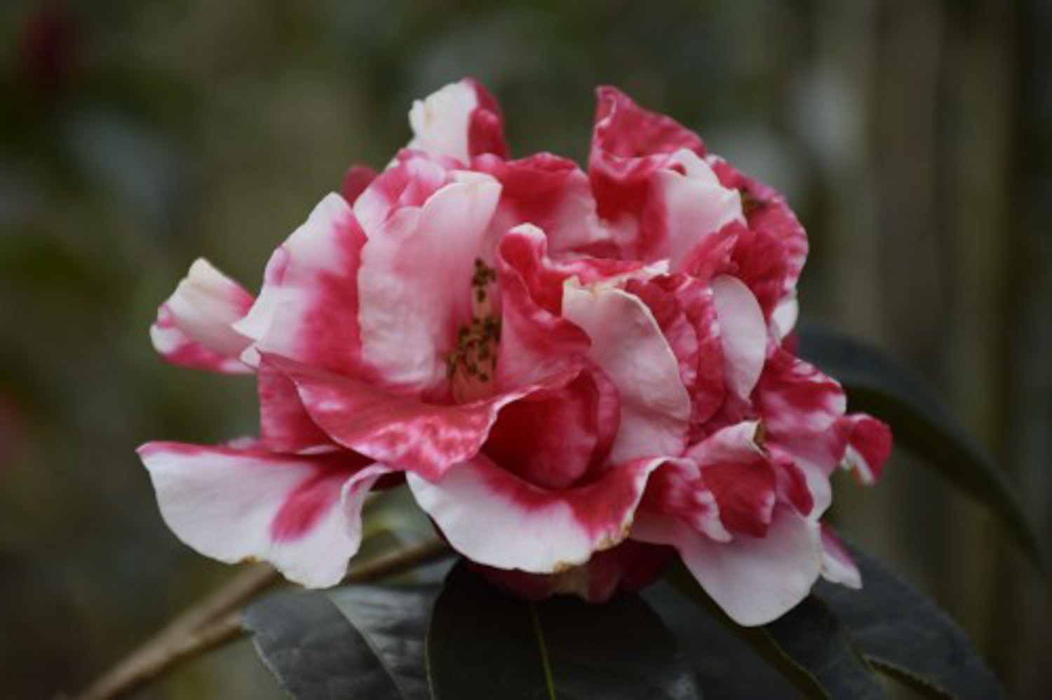 茶花 茶花