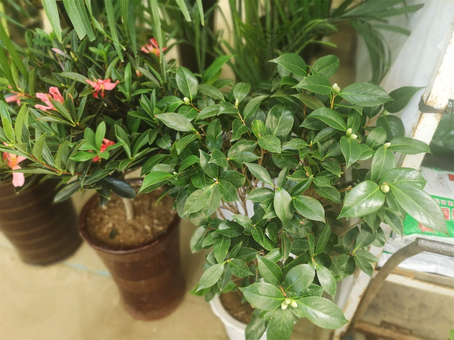 茶花 茶花