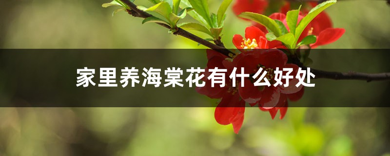 家里养海棠花有什么好处 家里养海棠花有什么好处
