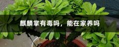 麒麟掌有毒吗，能在家养吗