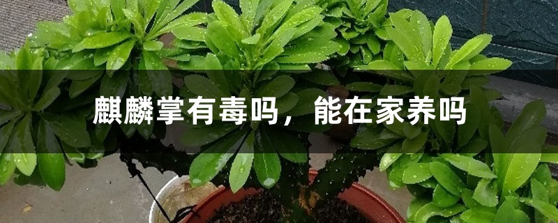 麒麟掌有毒吗,能在家养吗 麒麟掌有毒吗,能在家养吗