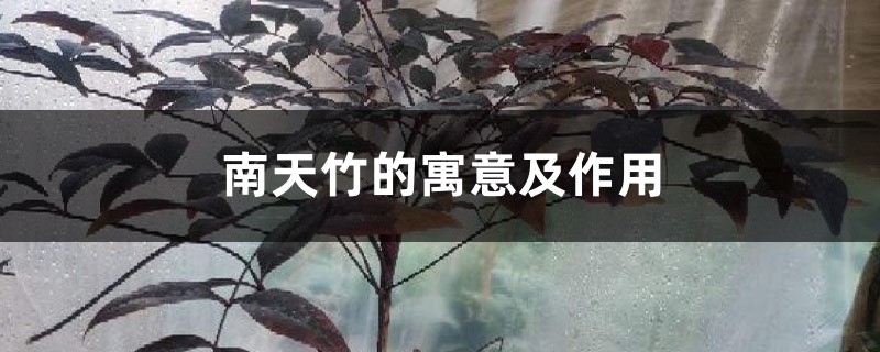 南天竹的寓意及作用 南天竹的寓意及作用