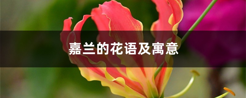 嘉兰的花语及寓意 嘉兰的花语及寓意