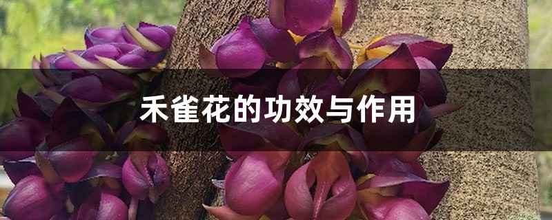 禾雀花的功效与作用 禾雀花的功效与作用