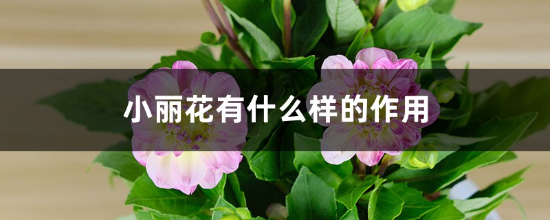 小丽花有什么样的作用 小丽花有什么样的作用