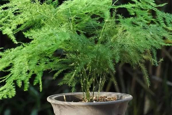 让你减寿10年的室内污染物,24种植物能帮大忙 让你减寿10年的室内污染物,24种植物能帮大忙